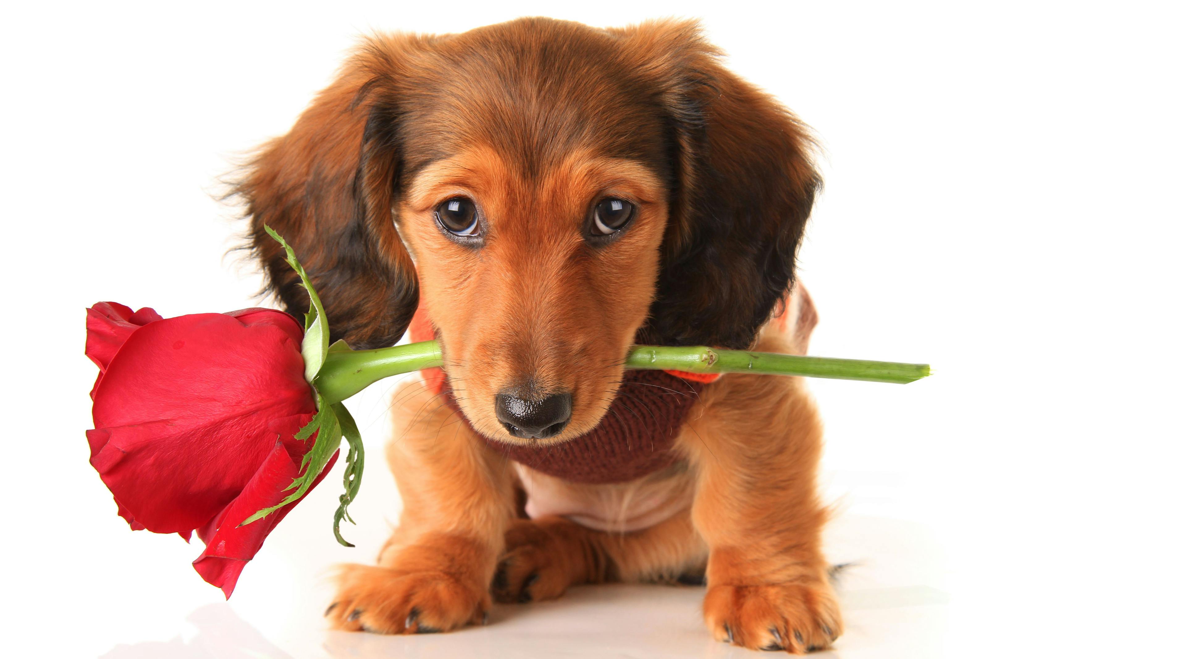 Veterinary medicine and Valentine’s Day: a match made in heaven