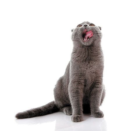 veterinary-cat-wash-with-tongue-450px-shutterstock-77929210.jpg