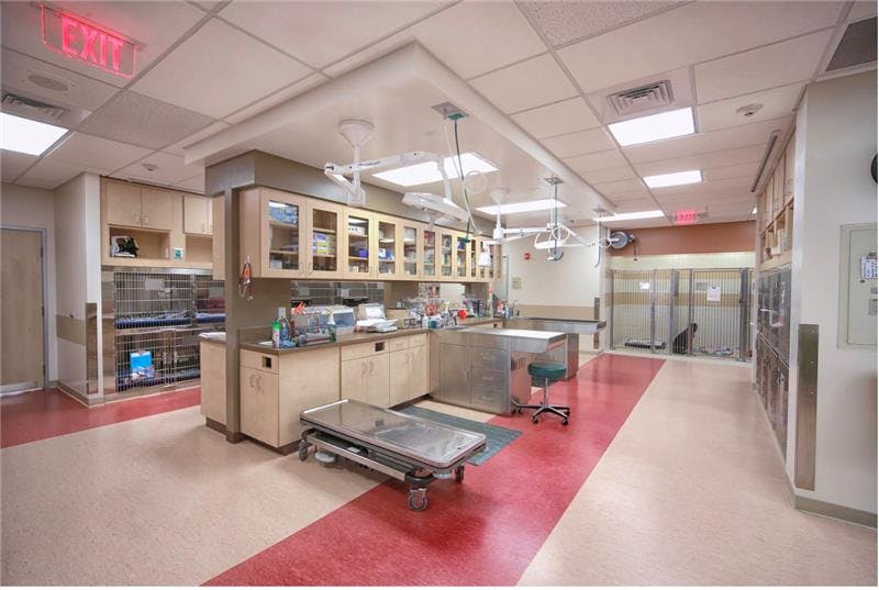 Treatment room with welded sheet vinyl flooring at VCA Beech Grove Animal Hospital, Indiana. (Courtesy of Dale Pickett)