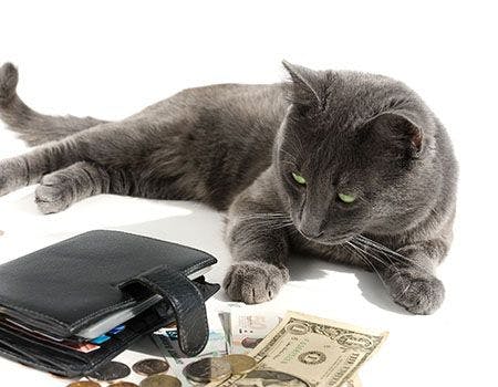 veterinary-cat-with-money-main.jpg