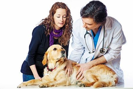 Veterinary-vet-with-dog-and-owner-gettyimages_450px_182058240.jpg