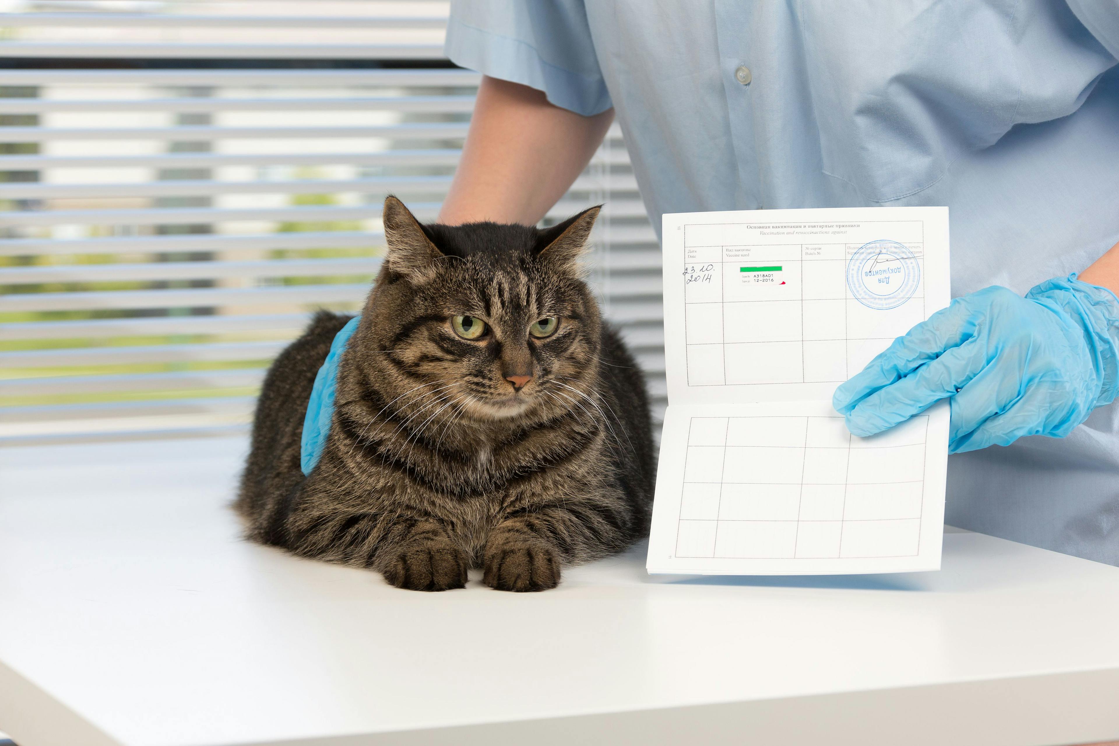 PetHub and Mella Pet Care collaborate to improve access to pet records