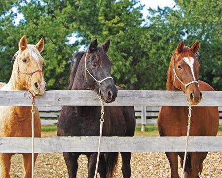 veterinary-three-horses-looking-over-a-fence-450px-shutterstock-367505732.jpg