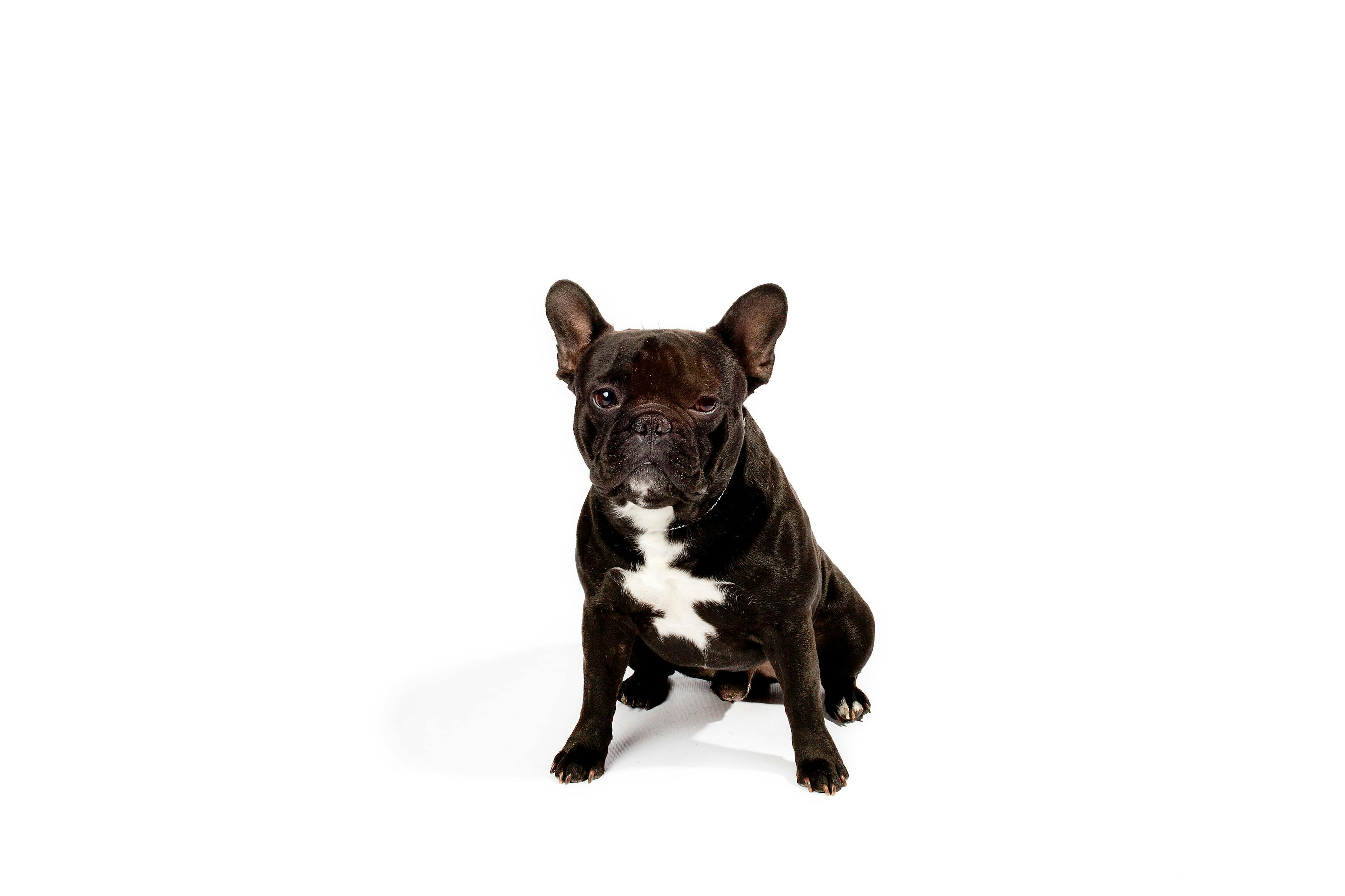 French bulldogs, most popular dog breed for the second year in a row