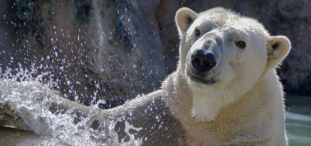 Polar bear Payton from North Carolina Zoo passes away 