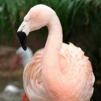 Busch Gardens' Popular Dancing Flamingo Euthanized Following Attack