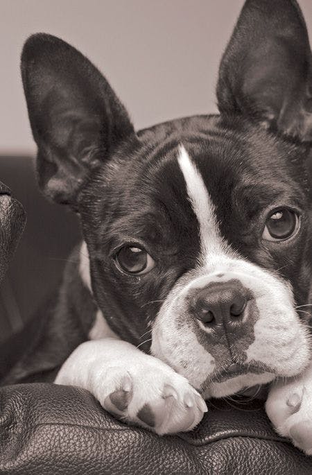 veterinary-dog-boston-sad-tired-calm-couch-157180731-846166-1404209296148.jpg