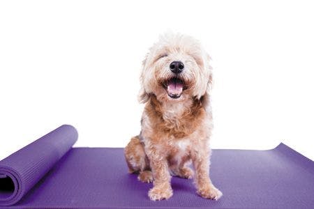 veterinary-dog-on-yoga-mat-450px-shutterstock-303342920.jpg