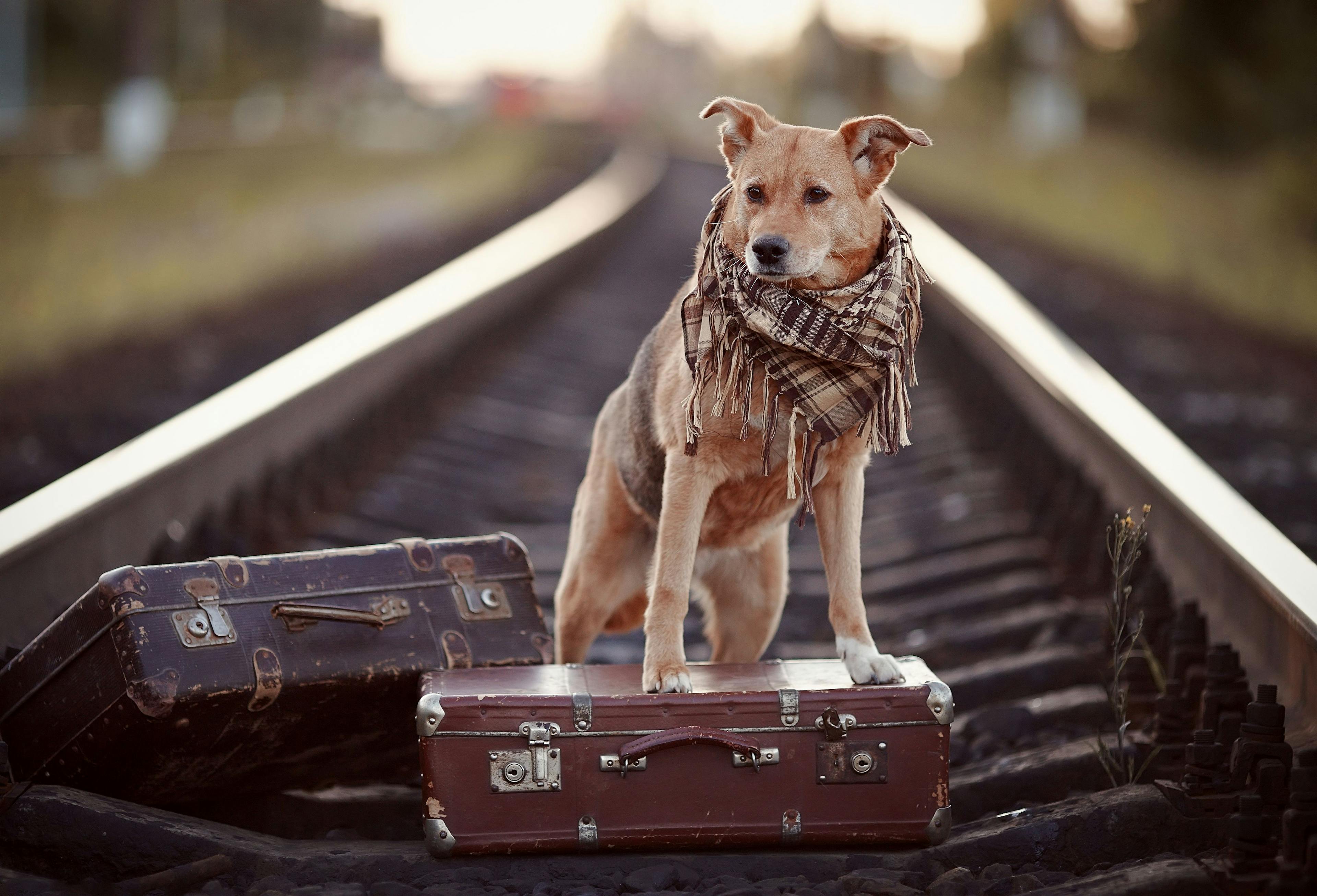 Travel with a dog