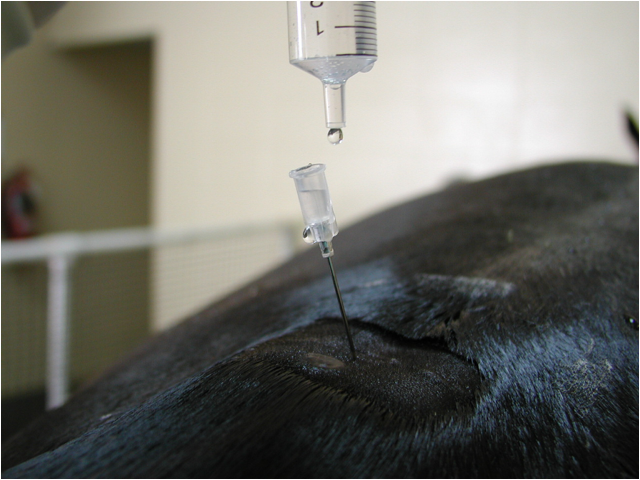 administering epidural to horse
