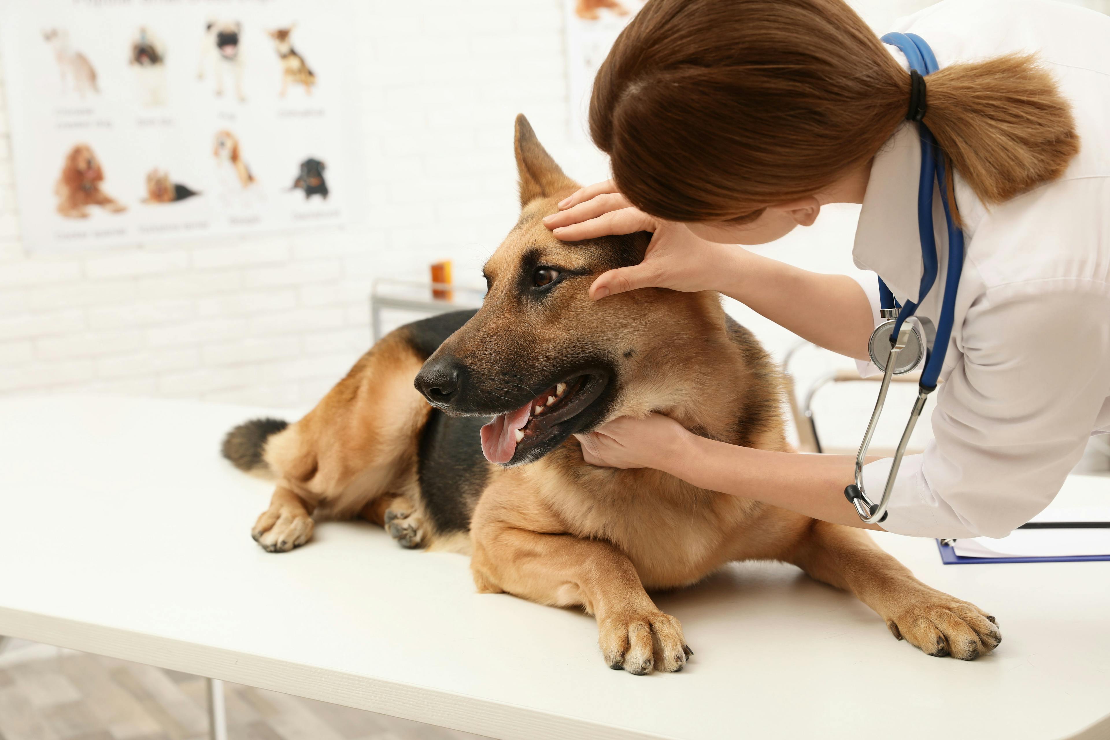Dog receives an eye exam