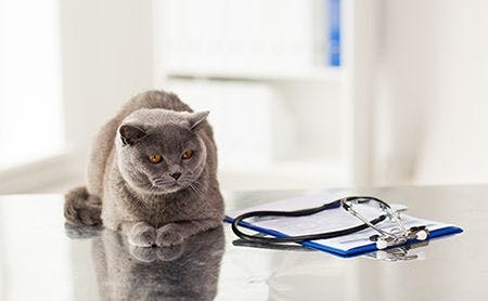 veterinary_cat-exam_table_SydaProductions_AdobeStock_112137228_450.jpg