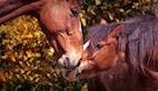 First Live-Attenuated Equine Influenza Vaccine Developed, Tested