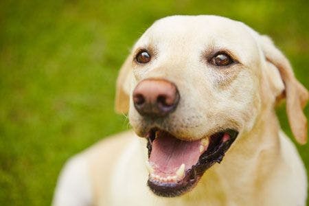 veterinary-portrait-of-happy-yellow-labrador-labrador-on-grass-shutterstock-184146518_450.jpg