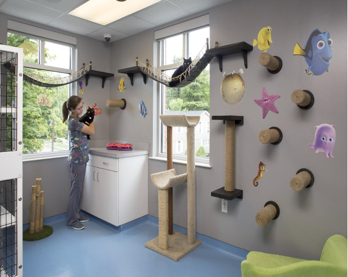 Figure 2: The cat boarding room at Village Veterinary Clinic of Hamburg in New York. 