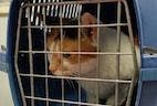 Carrier Training Cats for Veterinary Visits