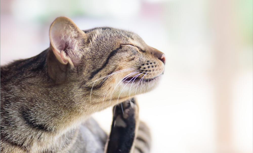 A clinical approach to feline atopic dermatitis