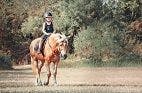Safe Travels: Minimizing Transport-Related Behavioral Problems in Horses