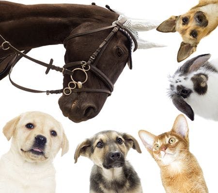 veterinary-puppy-and-kitten-and-horse-and-rat-shutterstock-462005080-body.jpg