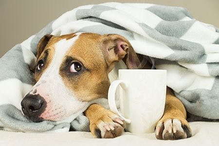veterinary-dog-sad-sick-blanket-coffee-AdobeStock-185172523-450px.jpg