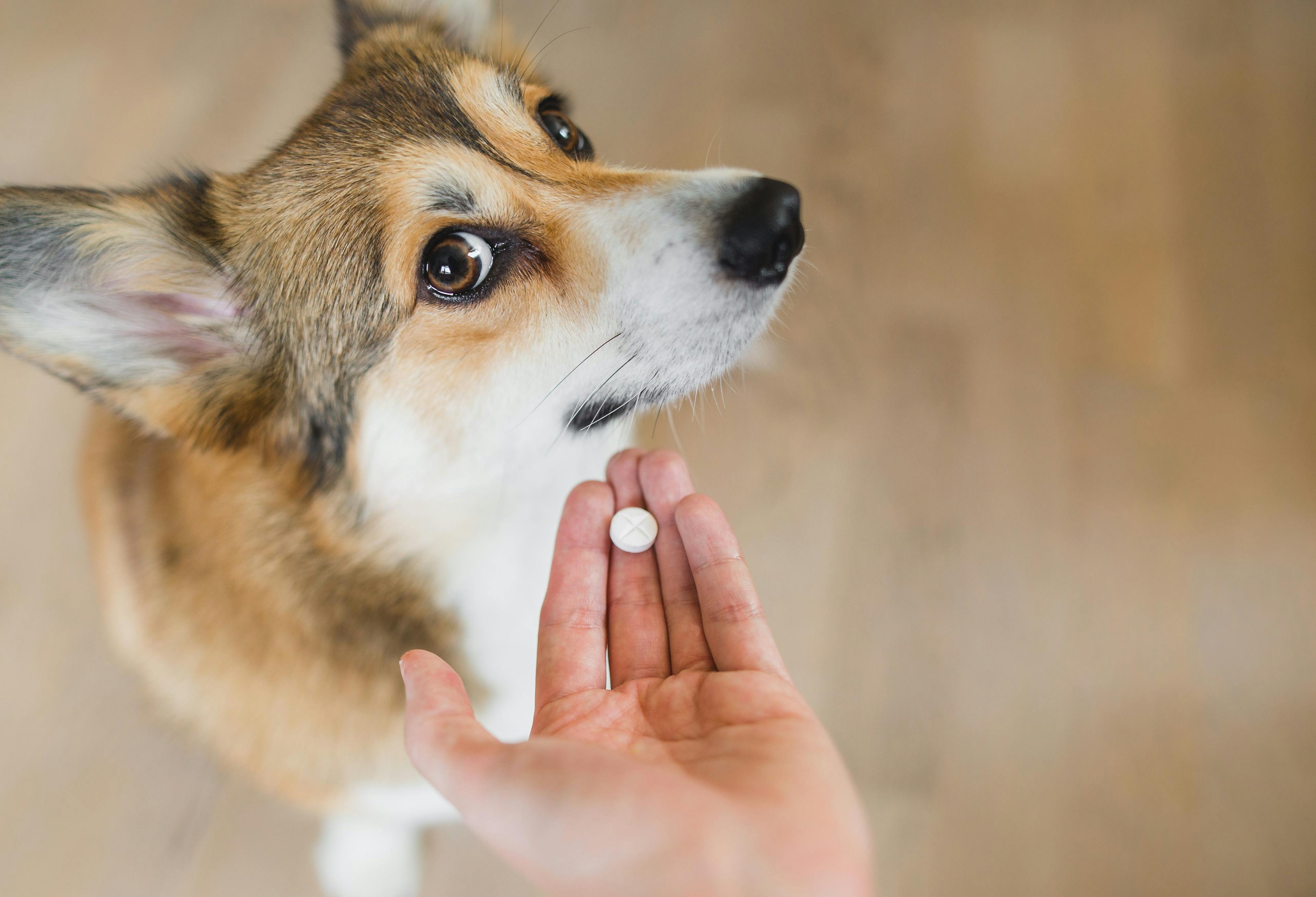 Giving a dog medicine can be tricky: Tips for clients to make the process easier