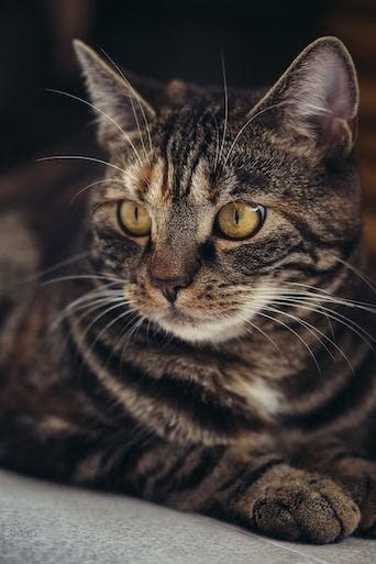 Feline Tracheobronchial Carcinoma
