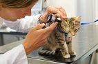 Experts Identify Behavioral Signs of Pain in Cats