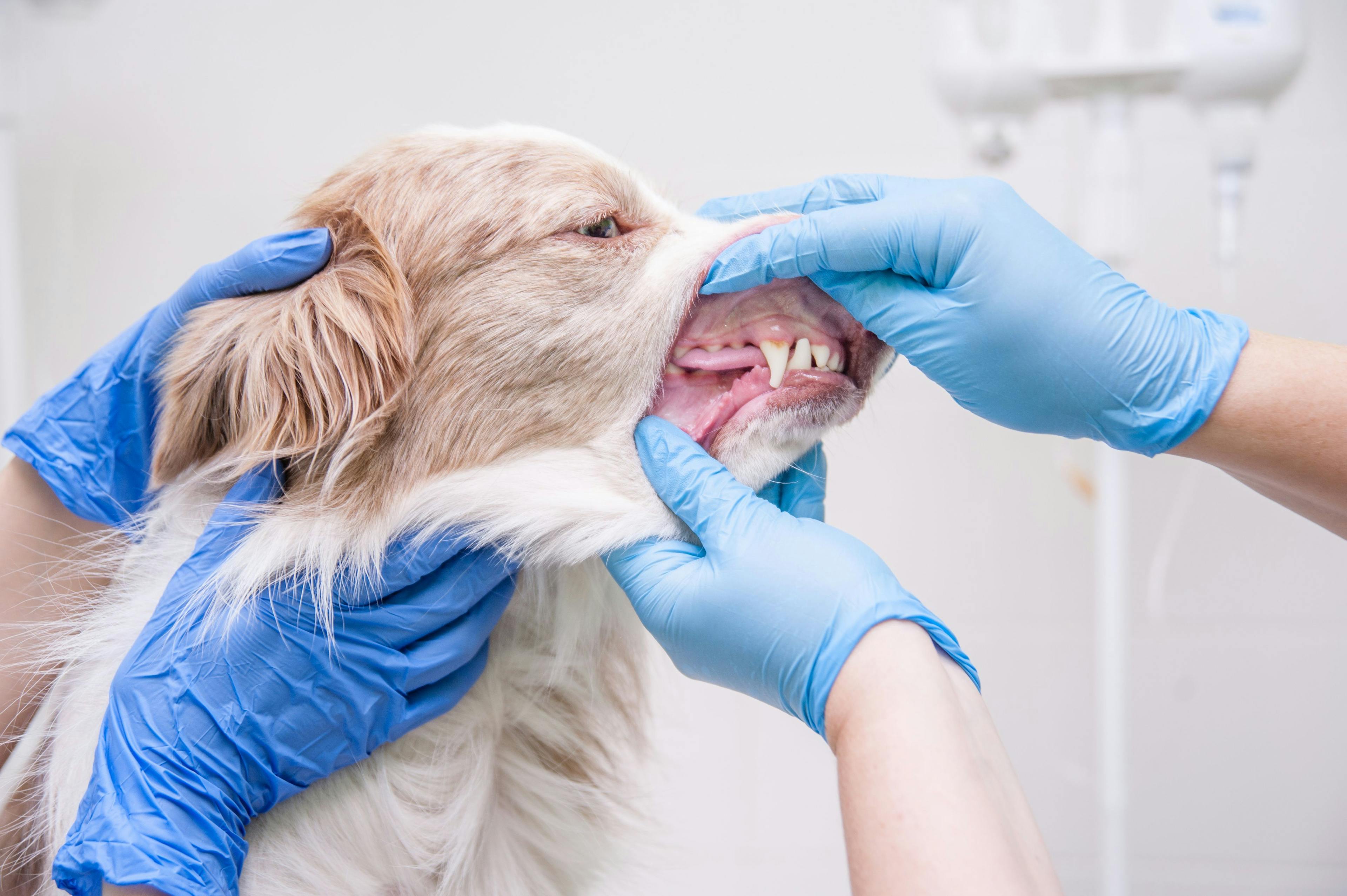 Common causes and treatment for canine teeth discoloration