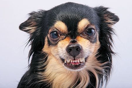 veterinary-close-up-of-angry-chihuahua-growling-shutterstock-79913740-[465070090]-{6629430}_450-1.jpg