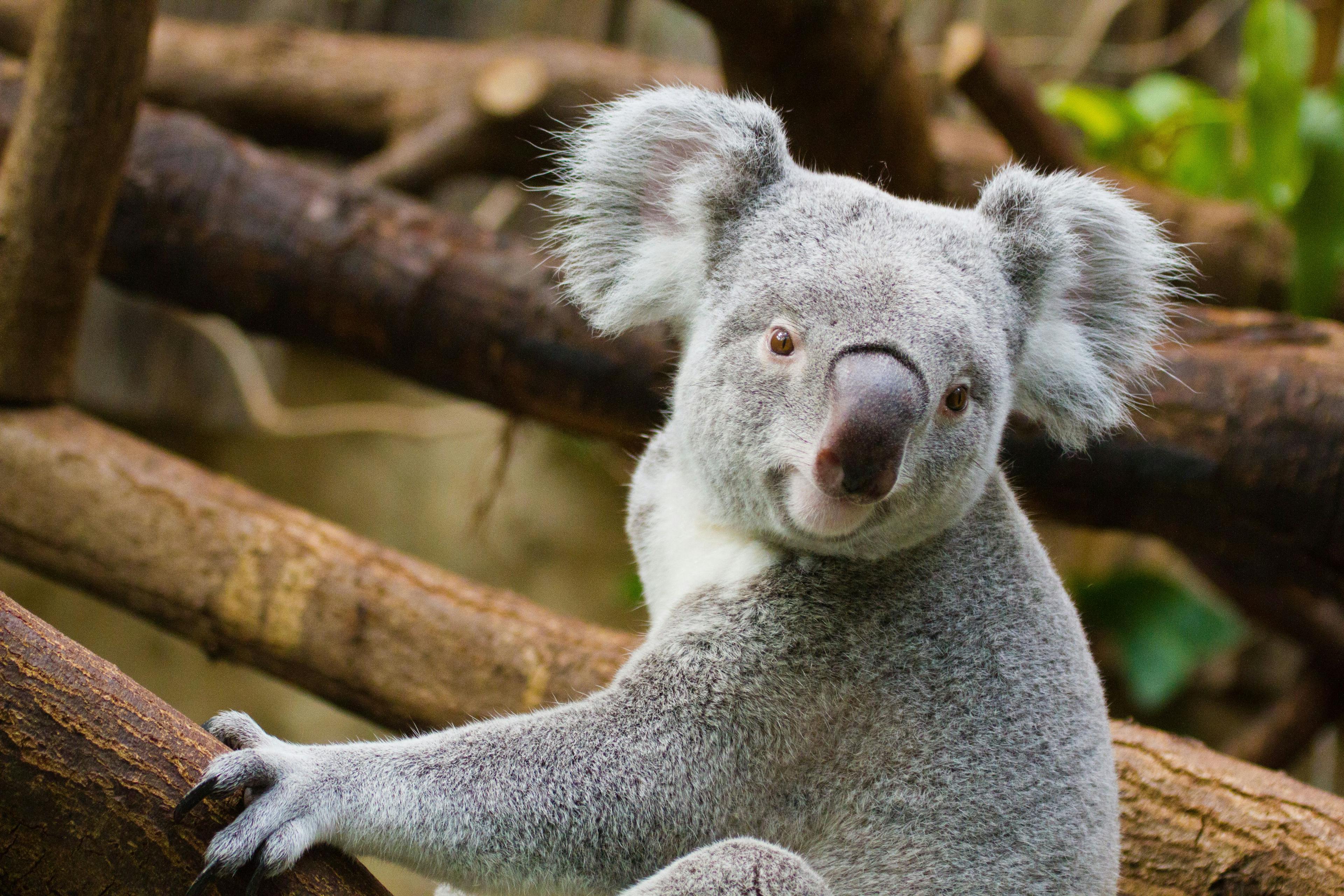 Veterinary scene Down Under: Koala research, plus sustainable pet products and more
