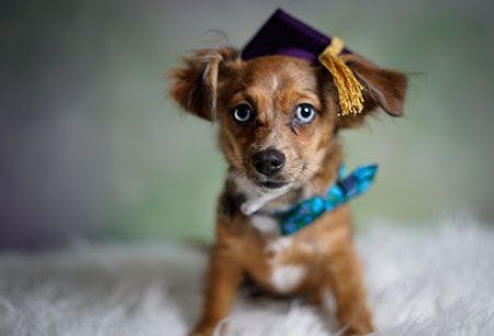 veterinary-dog-graduation-AdobeStock-172849537-450px-1.jpg