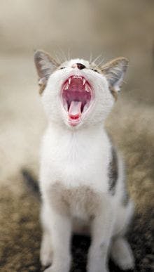 veterinary-kitten-cat-yawn-yowl-meow-teeth-tongue_220px_94097322.jpg