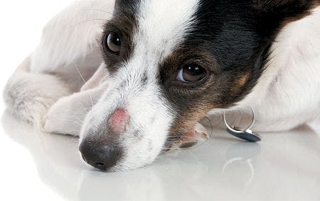 veterinary-dog-sore-nose-450px-183834417.jpg