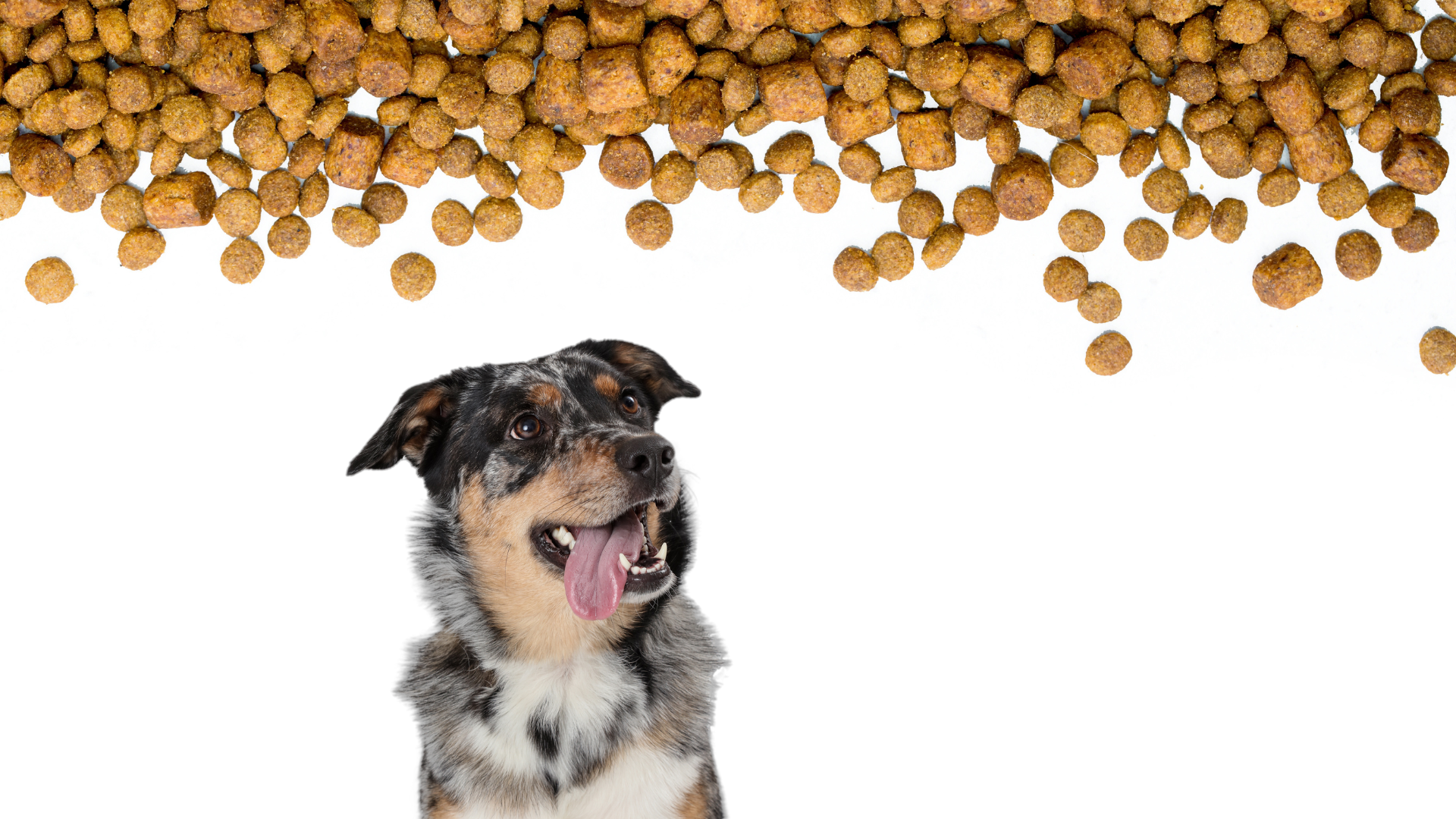 Specialized dog foods may curb cutaneous adverse food reaction