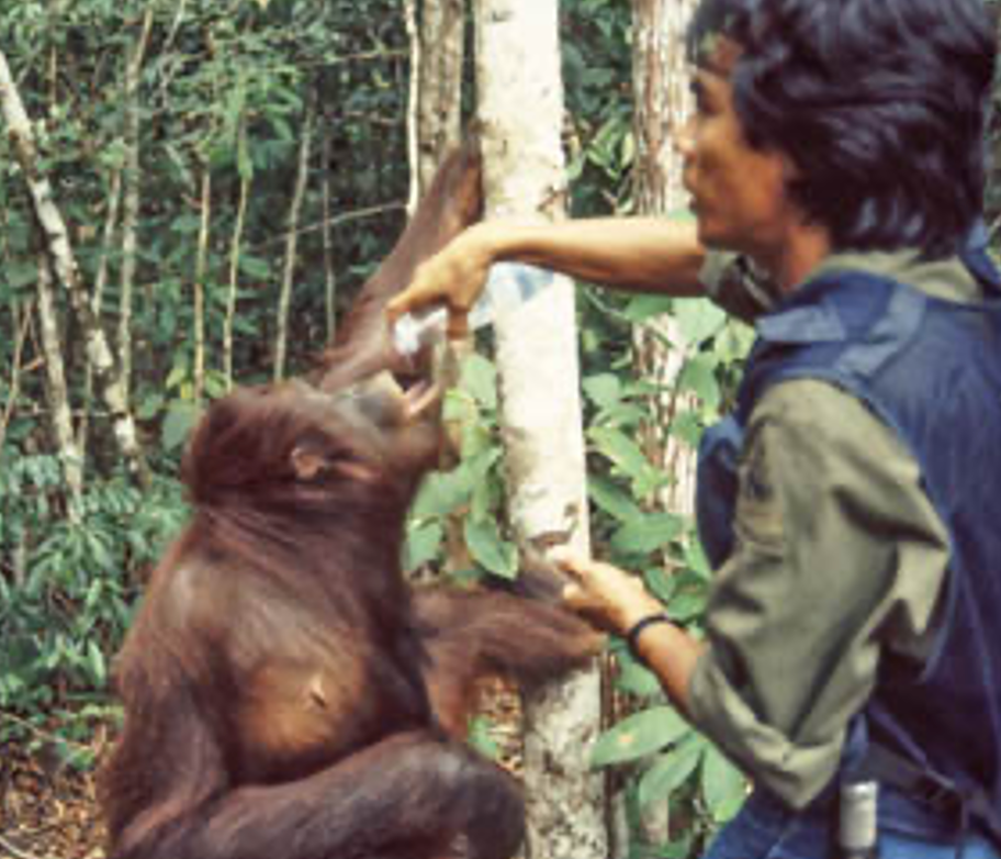 This is a Dayak named Mr. Uil giving water to a young orangutan. 