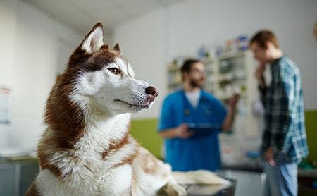 veterinary-dog-client-backorder-bummer-AdobeStock_154201676-450.jpg
