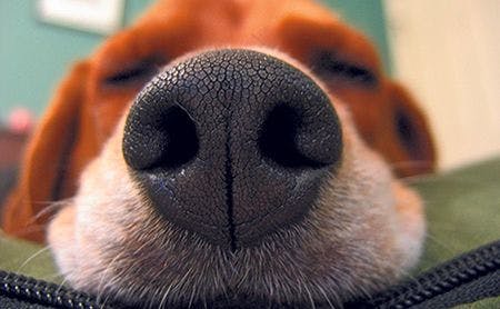 Can dogs smell canine cancer?
