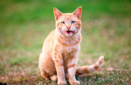 veterinary-orange-cat-450px-455402585.jpg
