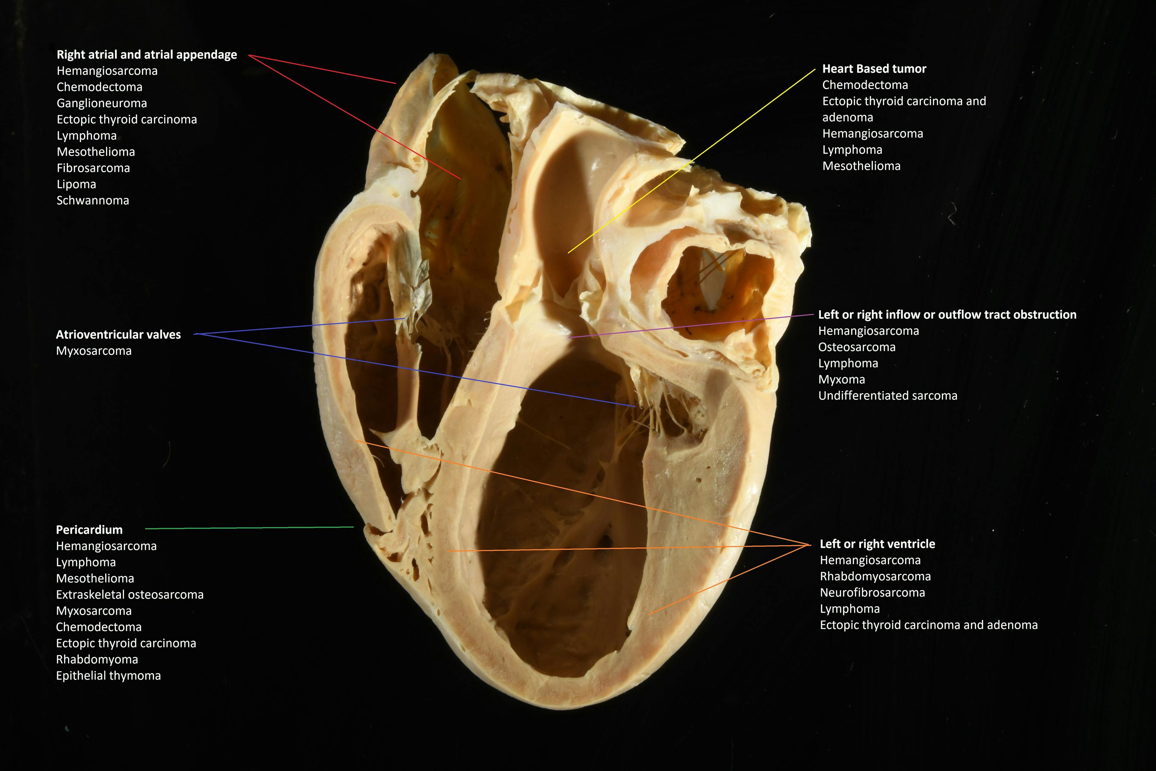 Figure 1. Locations of presumptive and definitive primary cardiac tumors according to echocardiographic anatomic location in dogs and cats. All images courtesy of Liza S Köster, BVSc(Hons).