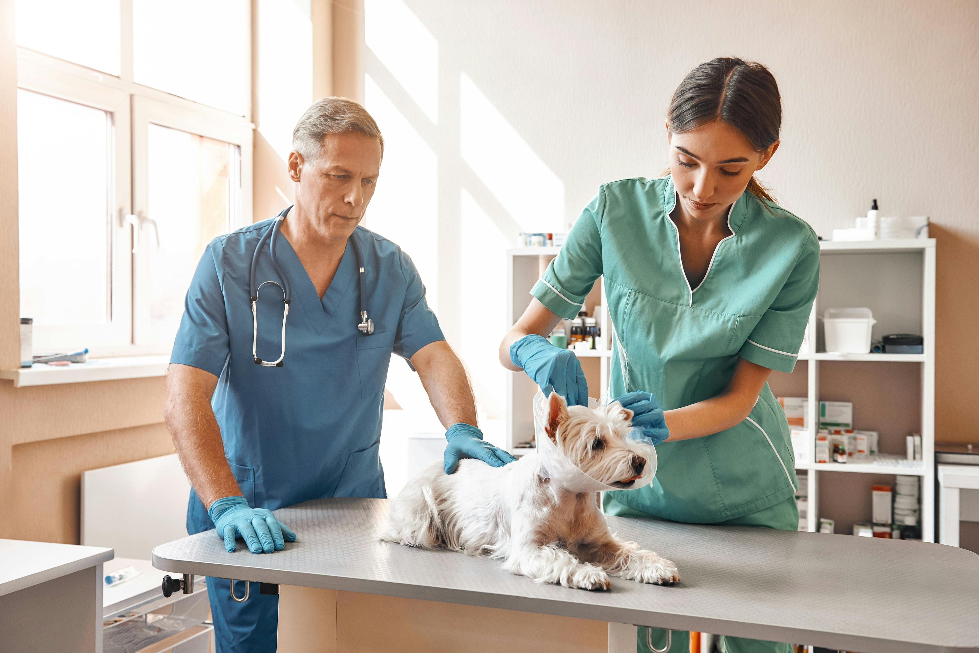 Generational shift brings opportunities for veterinary practices