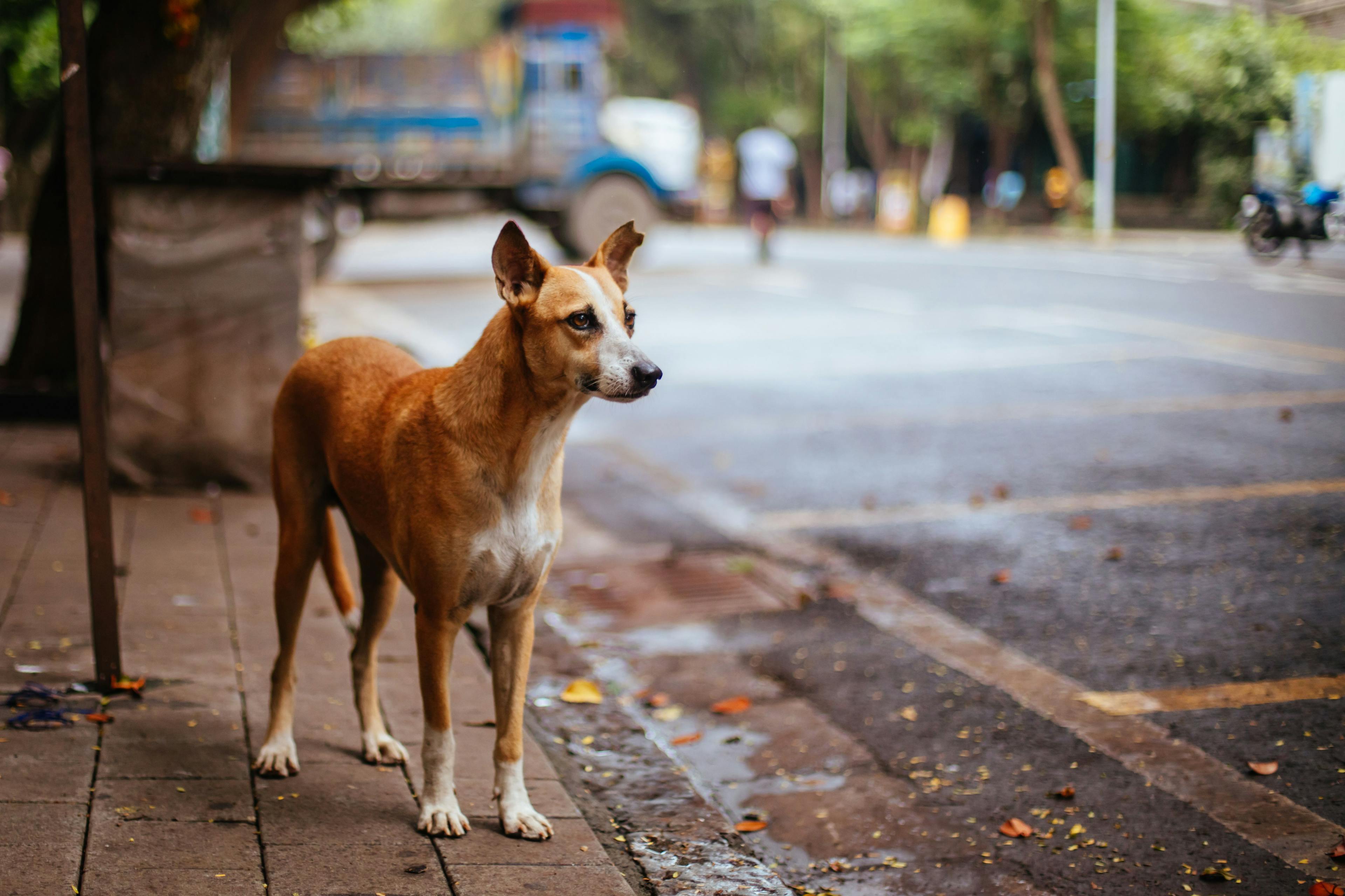 Free vaccination camps and education to help combat rabies crisis in India