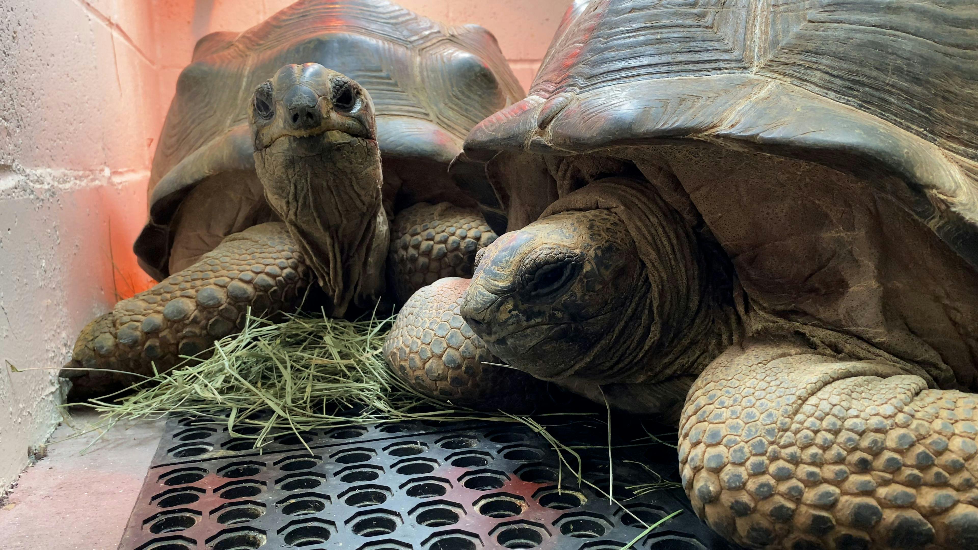 Oakland Zoo welcomes 2 rescued tortoises 