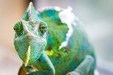 veterinary-chameleon-reptile-AdobeStock_128098158_BODY.jpg