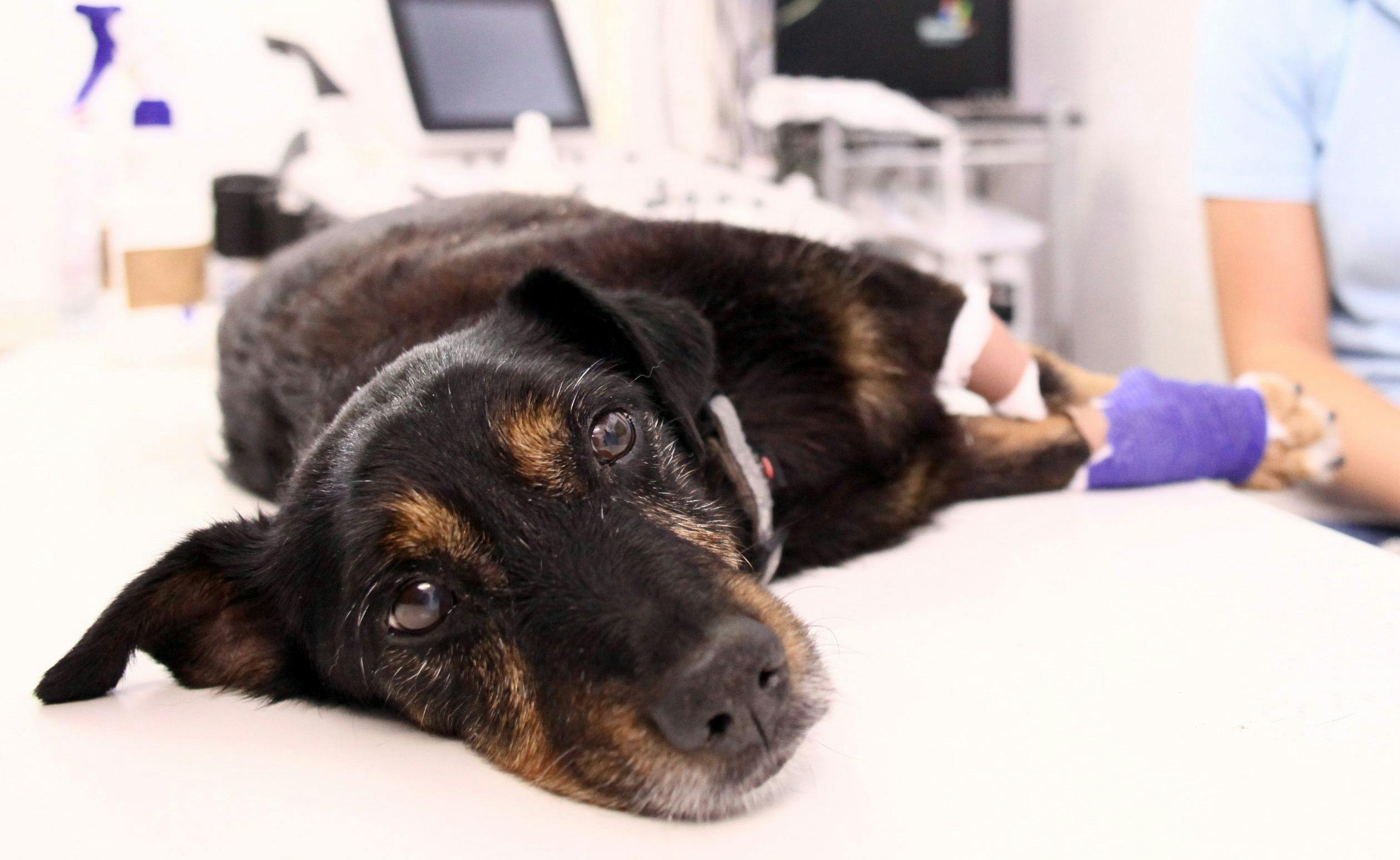 3 Must-reads on veterinary surgery