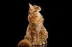 "Feline 5": Key Personality Factors of Pet Cats