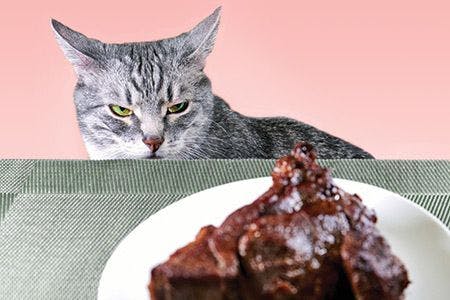 veterinary-evil-cat-with-food-meat-nutrition-pink-edit-AdobeStock_274336033-450.jpg