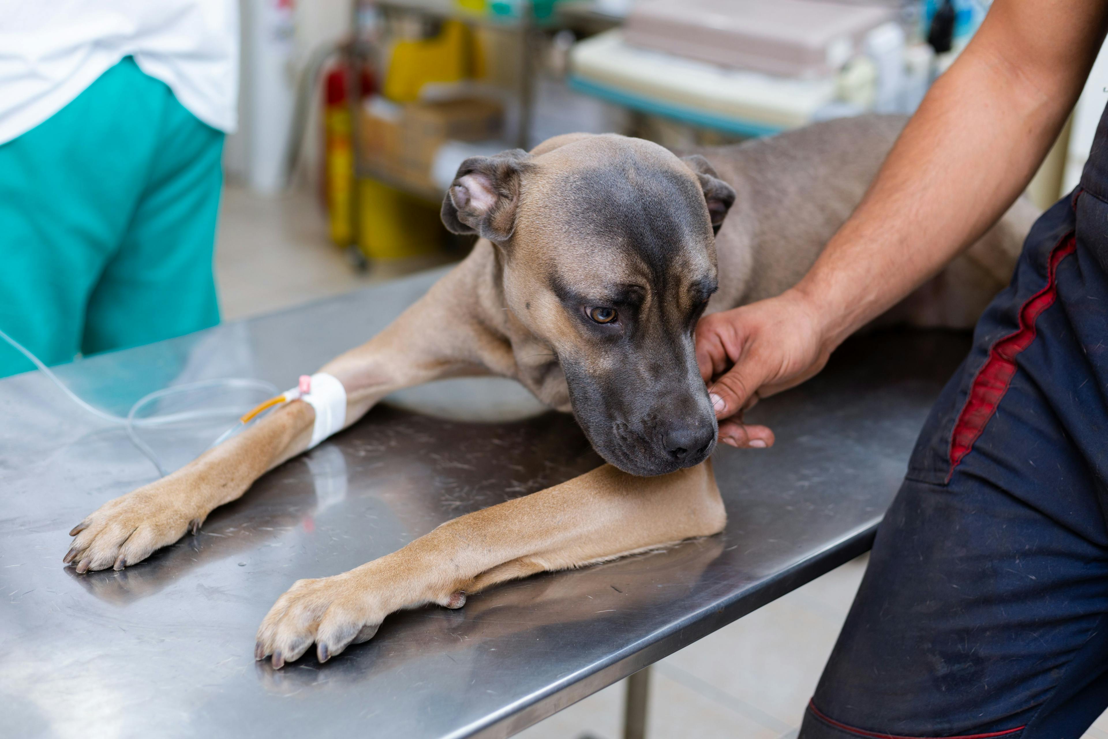 Understanding opioids in veterinary medicine