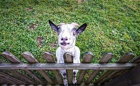 veterinary-goat-escape-AdobeStock_248478028-450-1.jpg