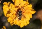 Bees Among Deadliest Creatures in Australia