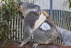 Diabetic Koala Receives New Human Glucose Monitoring System